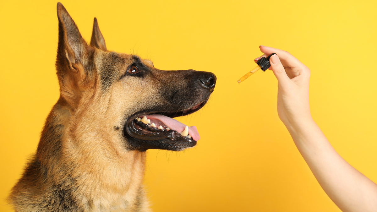 The ABCs of a Pet CBD Tincture What You Need to Know